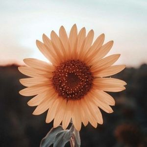 Meet your Posher, Isabella